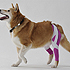 犬の運動を補助する器具の研究　犬用サポーター 1