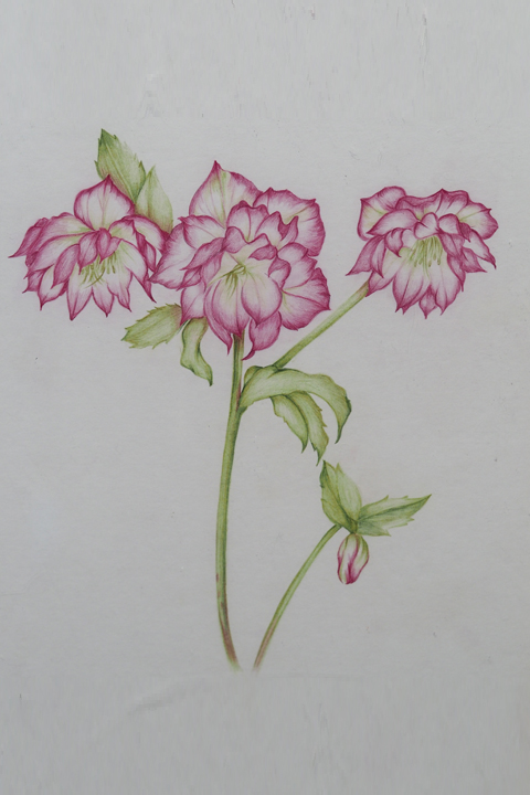 色鉛筆によるイラストレーションの制作　－四季の花を通じて－